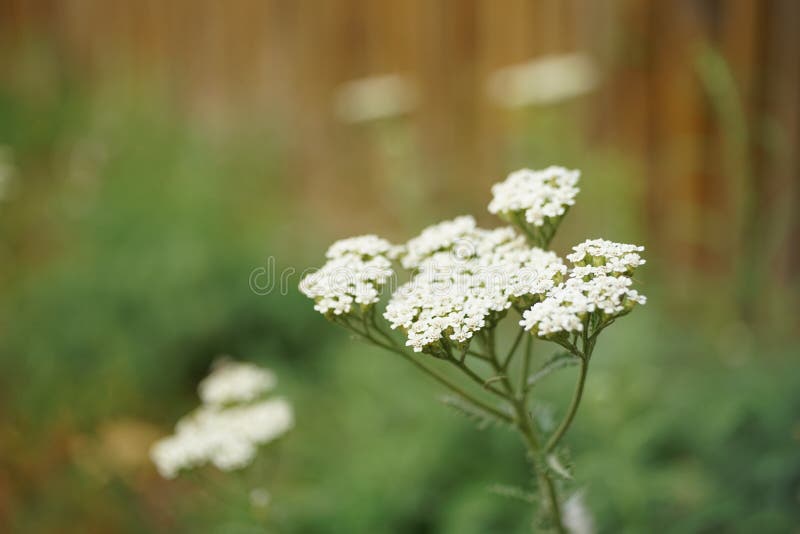 Yarrow with White Flowers Grow in the Garden Stock Photo Image of