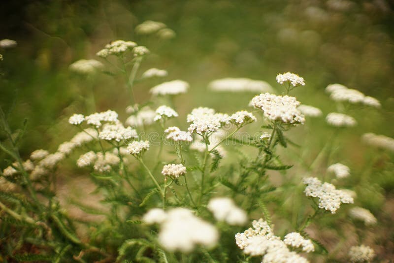 Yarrow with White Flowers Grow in the Garden Stock Image Image of