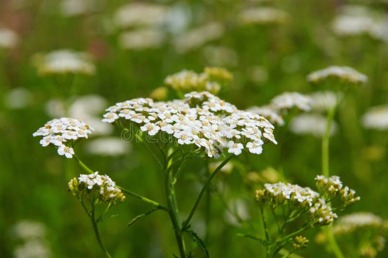 Yarrow stock image. Image of flora, close, leaf, background - 10248733