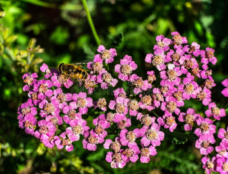 Yarrow μελισσών Bumble ρόδινο κοινό λουλούδι