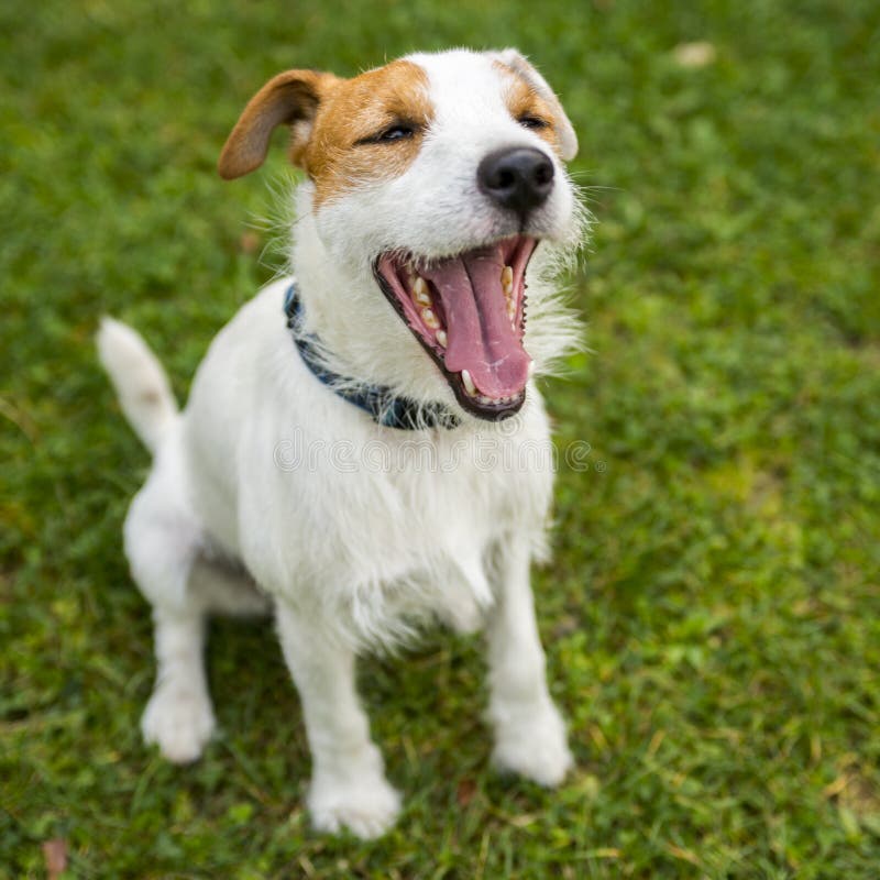 Yawling Jack Russell Parson Terrier lizenzfreie stockfotografie Yawling Jack Russell Parson Terrier lizenzfreie stockfotografie