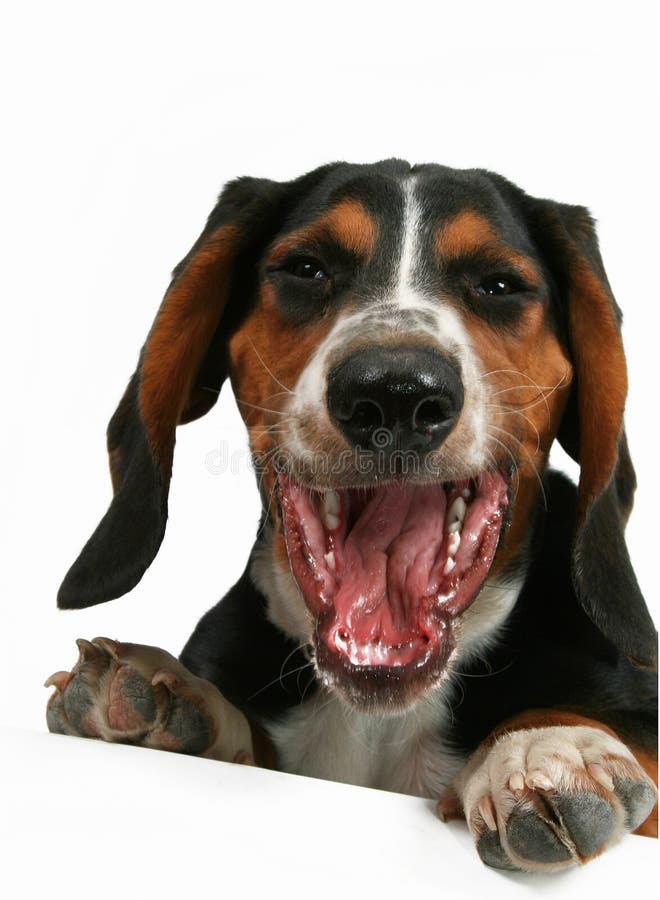 A baby basset hound yawning