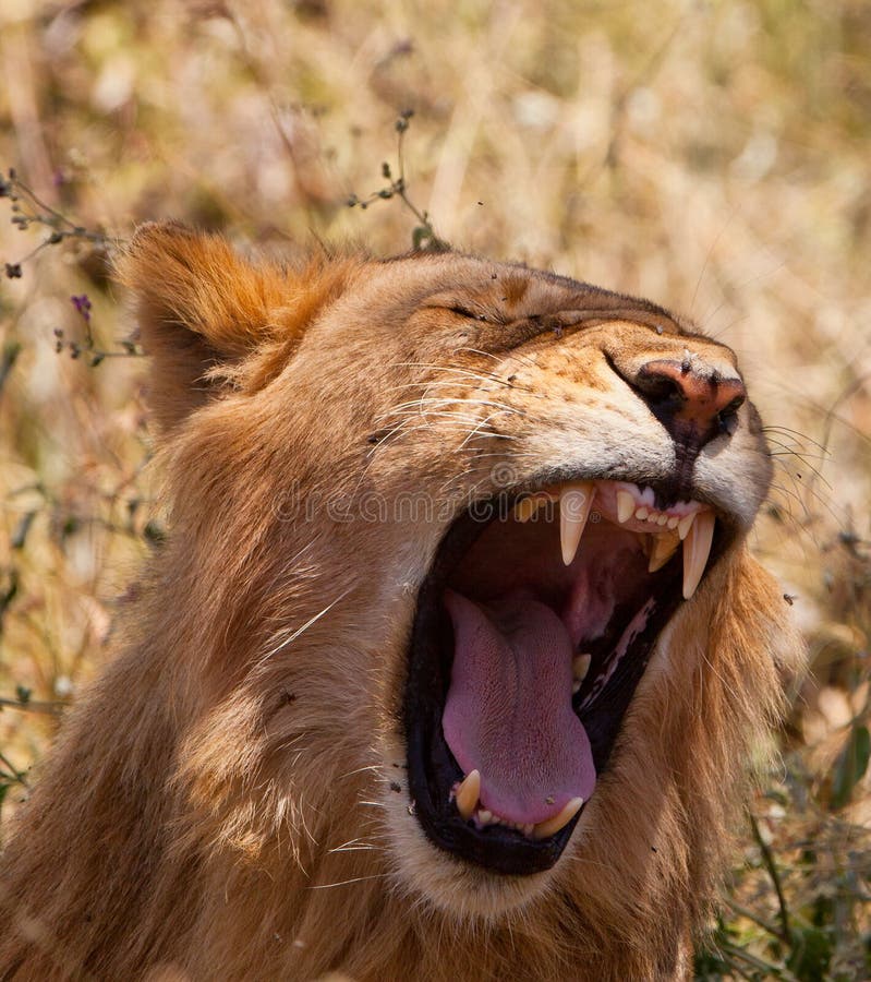 A yawning African Lion