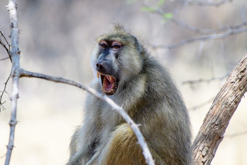 Yawning Baboon images stock Yawning Baboon images stock