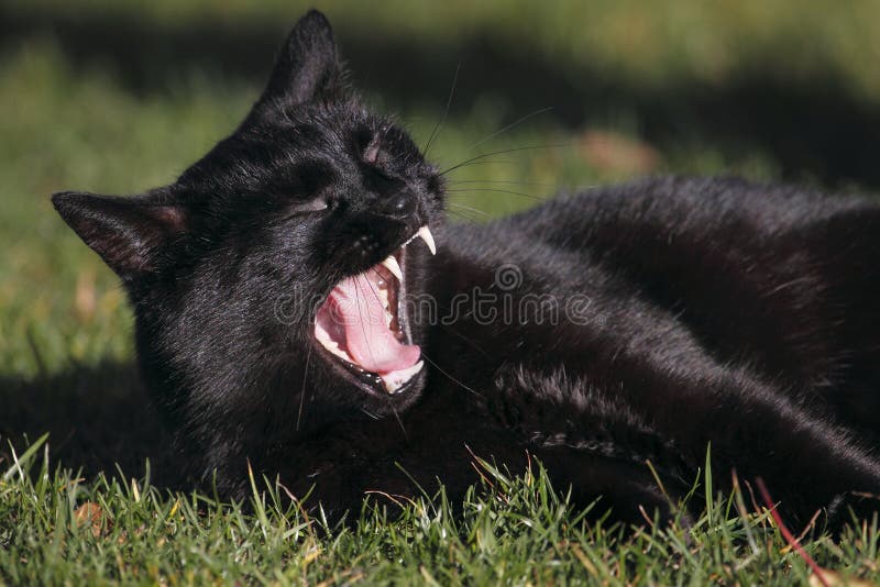 Yawning black cat