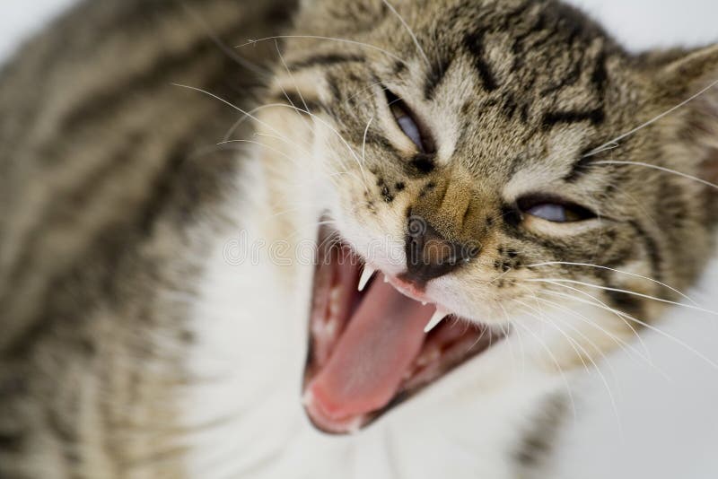 Yawning cat