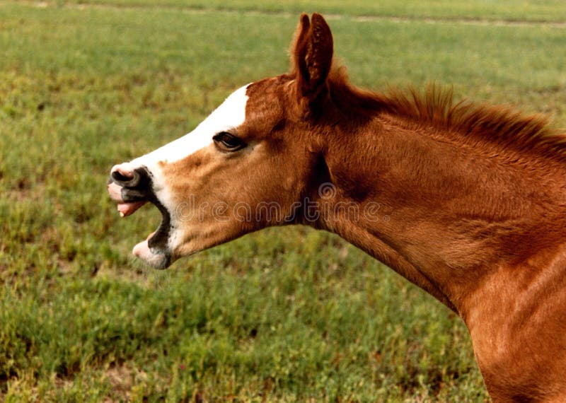 Yawning Colt