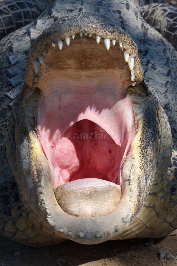 598 Crocodile Tongue Stock Photos - Free & Royalty-Free Stock