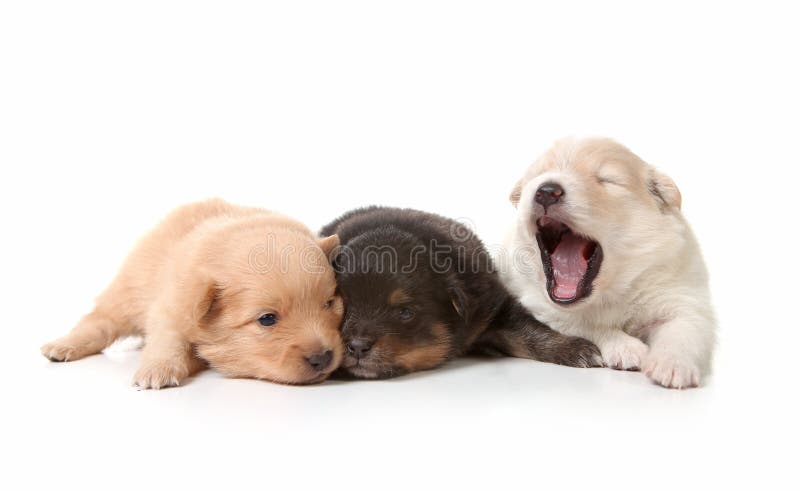 newborn puppy panting