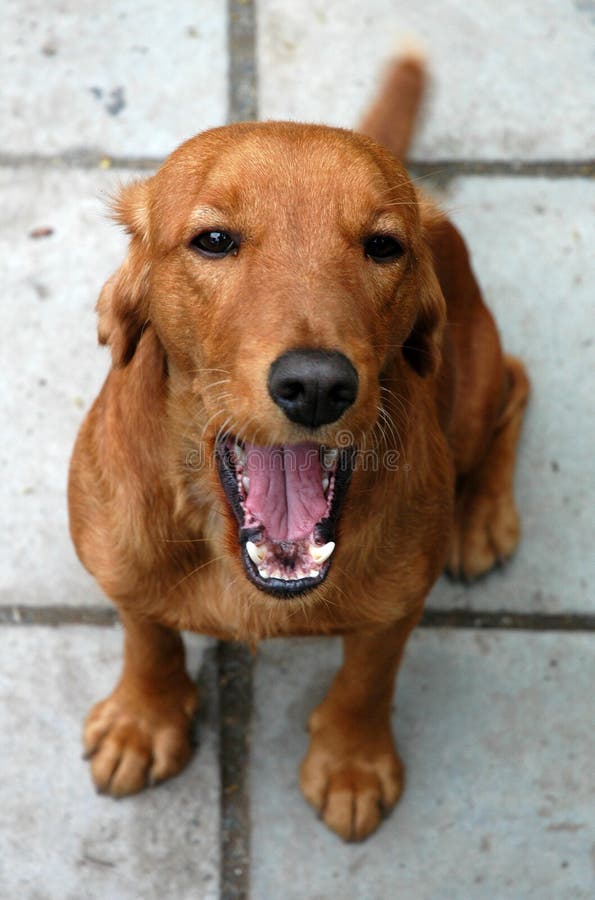 Yawning dog stock image. Image of yawn, teeth, muzzle 1153363