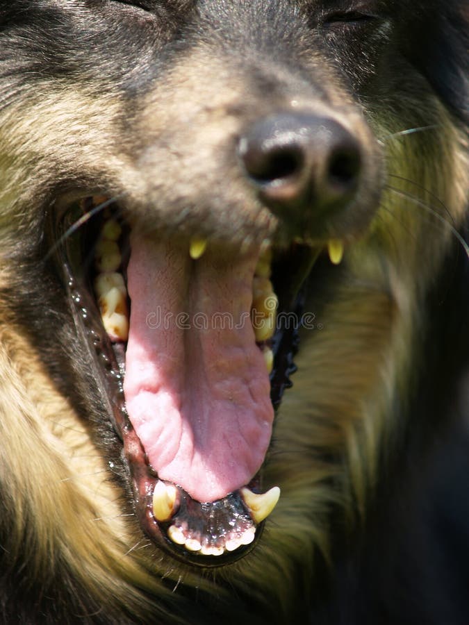 Yawning dog