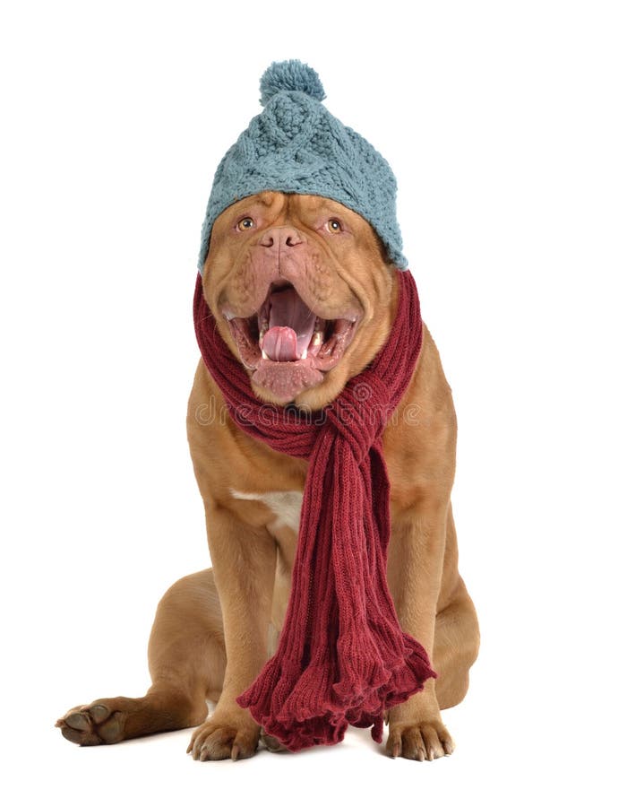 Barking Dog with Hat and Scarf Stock Image Image of cough, blue 22483431
