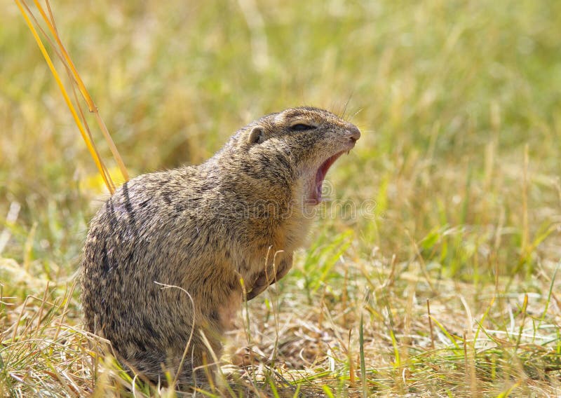Yawning Ground Squirrel stock image. Image of open, zoological 60806459