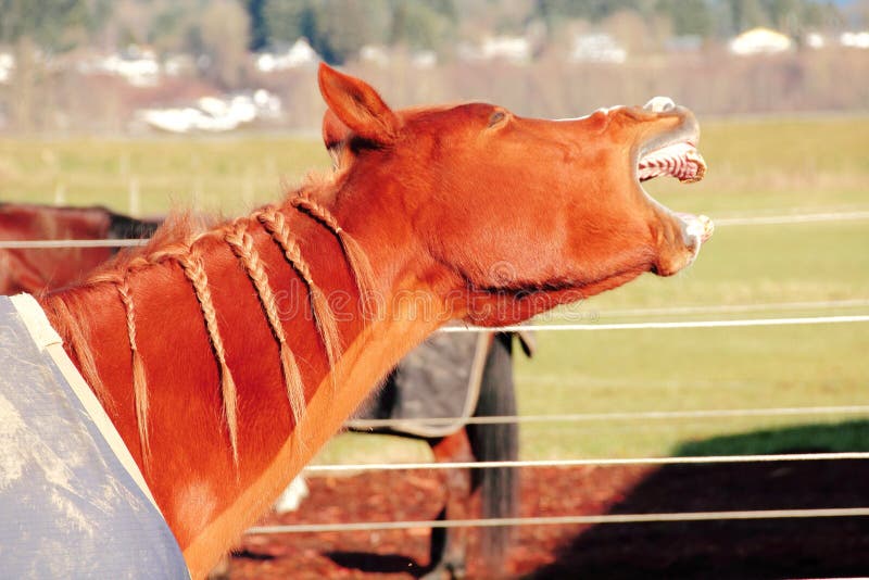 A sleepy horse greets the morning with a wide open yawn. A sleepy horse greets the morning with a wide open yawn.