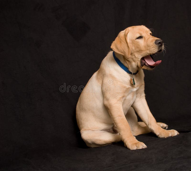 Yawning labrador puppy