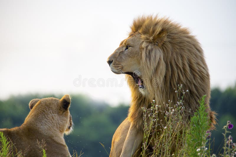 Yawning Lion stock photos