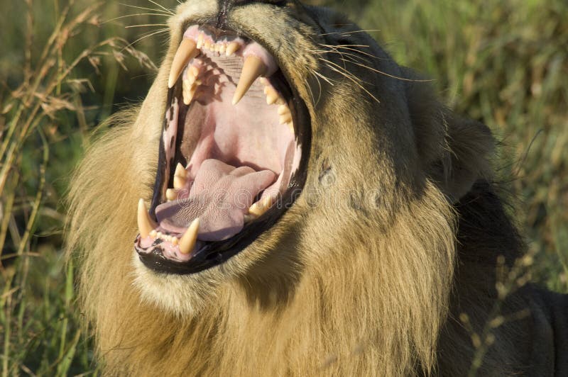 Yawning lion with wide open mouth in South Africa. Lion showing its dangerous teeth. Yawning lion with wide open mouth in South Africa. Lion showing its dangerous teeth.