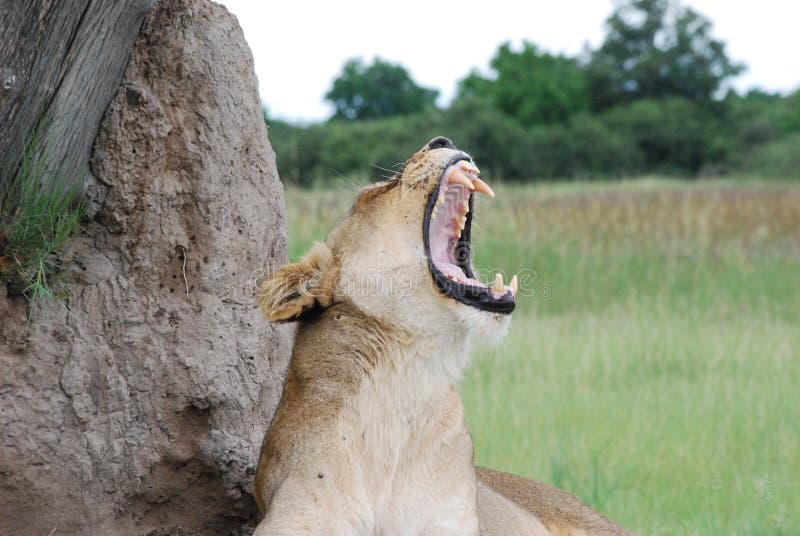 This Lioness is yawning while waking up from a nap. She is resting at the base of a termite mount near the Okavango River in Botswana. This Lioness is yawning while waking up from a nap. She is resting at the base of a termite mount near the Okavango River in Botswana.