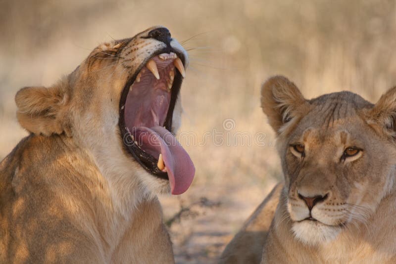 A lioness yawning with her mouth wide open, showing off her canines and massive tongue. A lioness yawning with her mouth wide open, showing off her canines and massive tongue