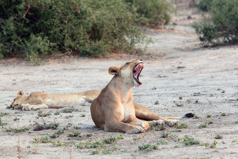 Yawning lioness with open mouth, lies in the African savannah, Botswana