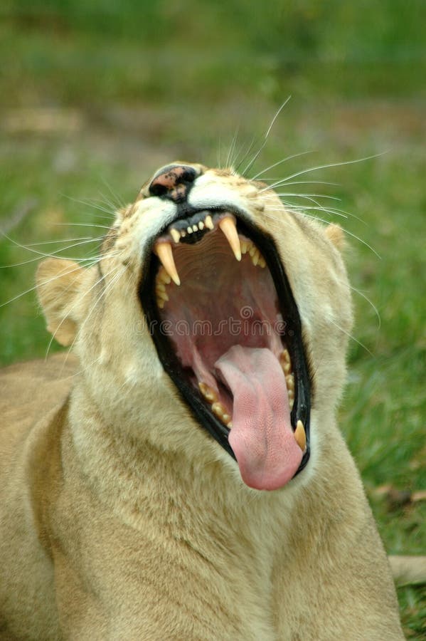 Portrait of yawning young lioness with open mouth, green grass in background.