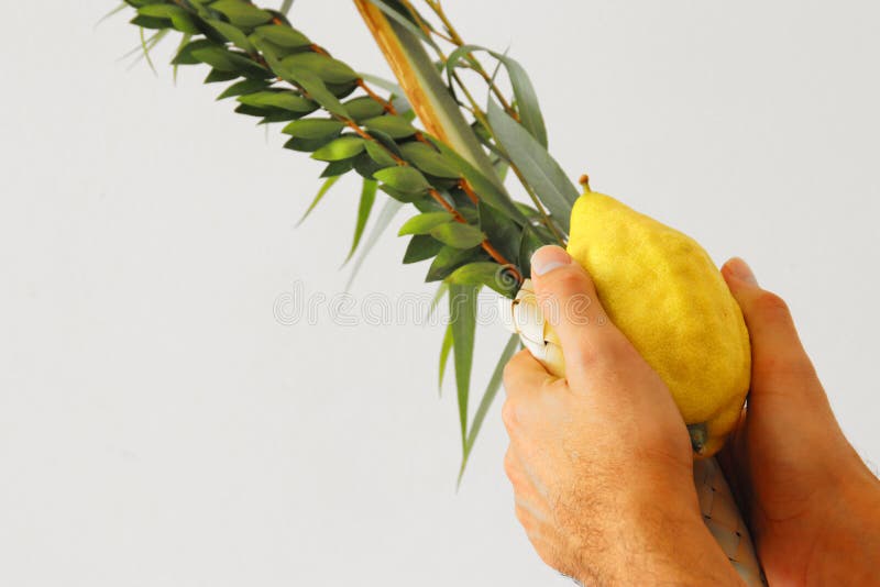 Jewish festival of Sukkot. Jewish man holding traditional symbols The four species: Etrog, lulav, hadas, arava. Jewish festival of Sukkot. Jewish man holding traditional symbols The four species: Etrog, lulav, hadas, arava.