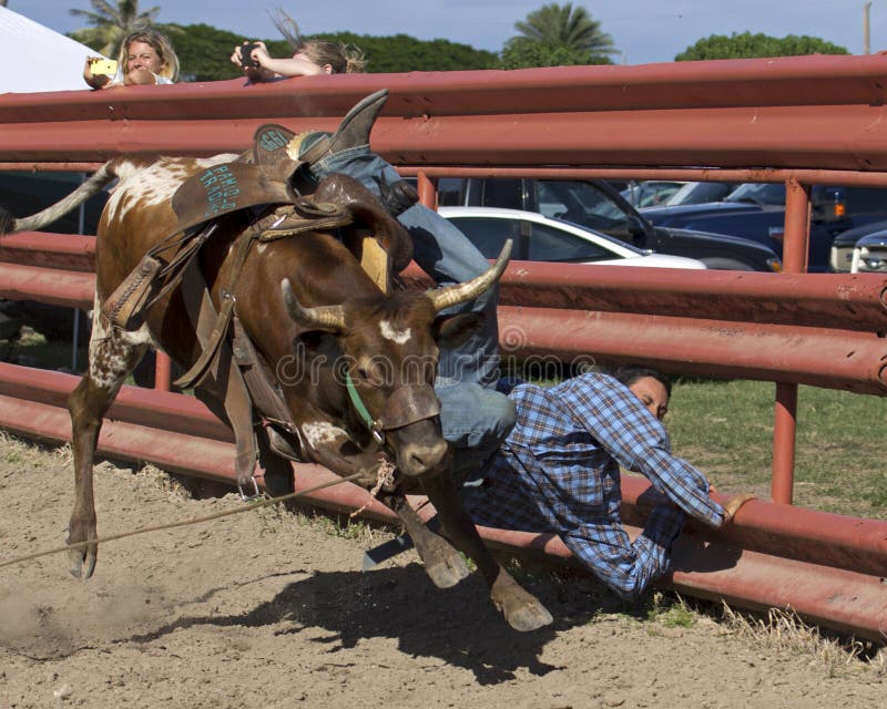 Event: 2014 Rope for Wishes rodeo to benefit the Make A Wish Foundation, 04.I.14 Location: Kualoa Ranch, on the island of O'ahu, Hawai'i, USA Subject: Paniolo (Hawaiian cowboy) wishing his saddle had stayed the course (or wishing he had not drawn ye olde steer).