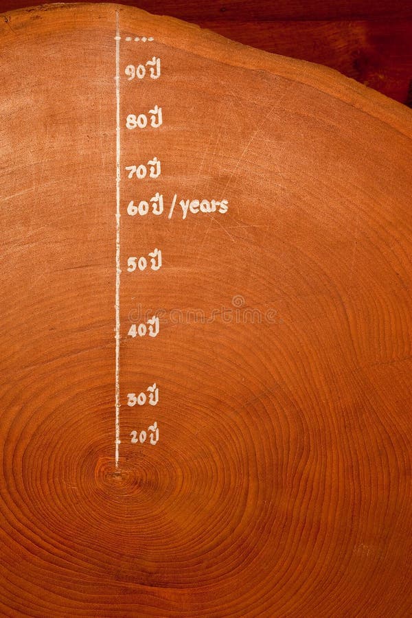 Year circle of old teak wood