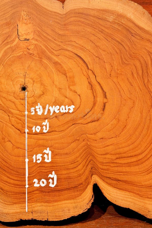 Year circle of old teak wood