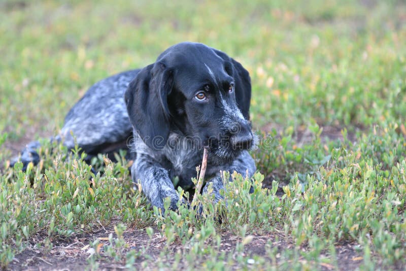 2018 year-year of the dog. Hunting dog breed German Wirehaired pointer stock photos