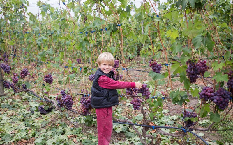 6-7 year old boy happily picks large ripe grapes