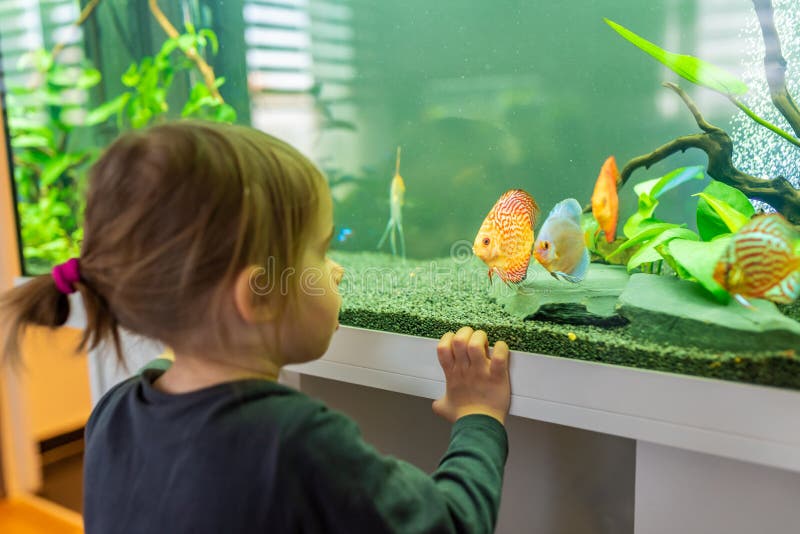 2 year old child indoors watching fish swiming in big fish tank, aquarium