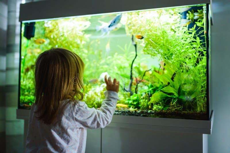 2 year old child indoors watching fish swiming in big fish tank, aquarium