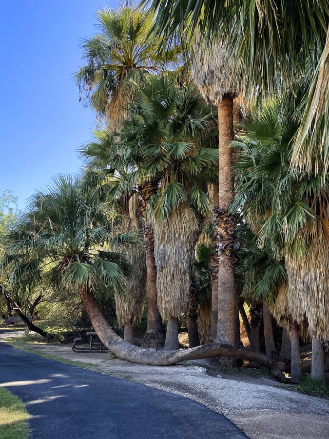 Palm Springs To Tucson