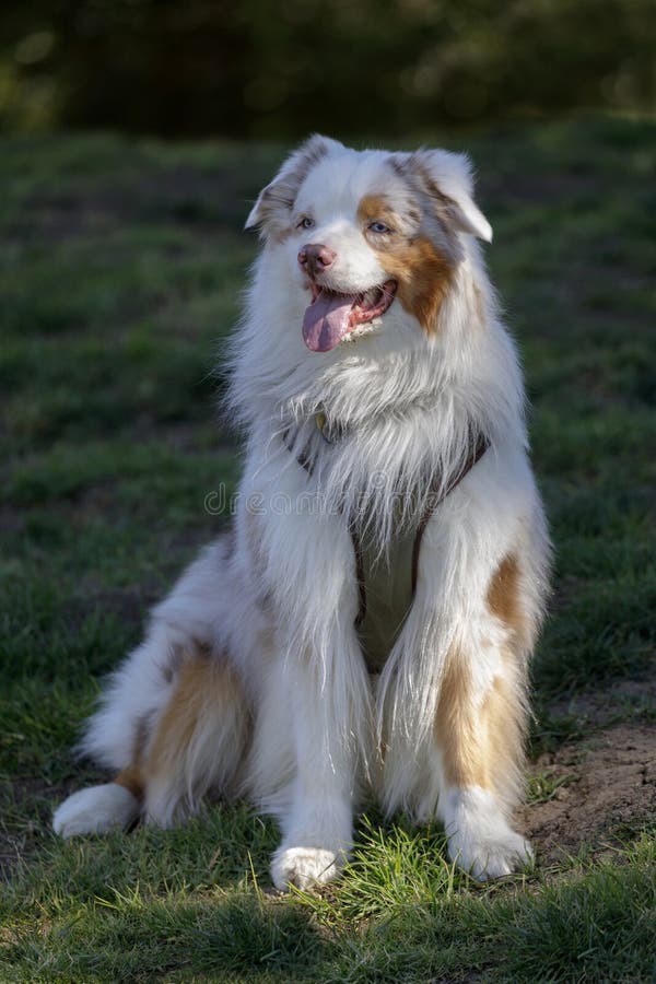 2-Year-Old Red Merle Bicolor Australian Shepherd Male Puppy Stock Image ...