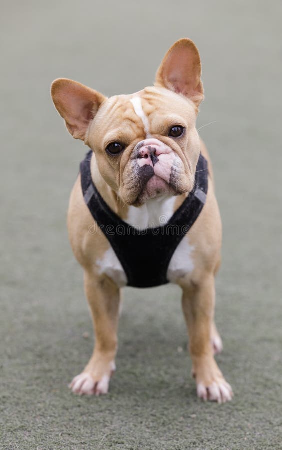 2-Year-Old Tan Female Frenchie with Butterfly Splotchy Nose with Mix of ...