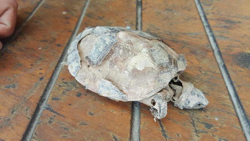 100 Year Old Turtle Found in My Old Home Mud Wall Stock Photo - Image of year, good: 170210032 100 Year Old Turtle Found in My Old Home Mud Wall Stock Photo - Image of year, good: 170210032
