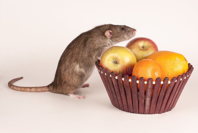 Year of rat stock photo. Image of funny, hamster, animal 169026412