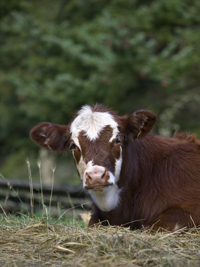 Yearling Calf stock image. Image of animal, livestock 11613945