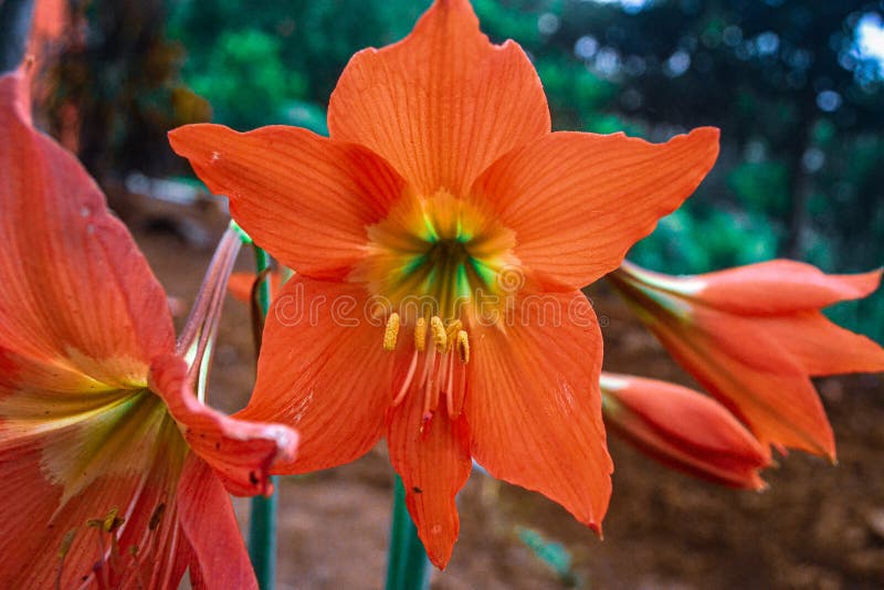 The yearning flower stock photo. Image of petal, flower 206145732