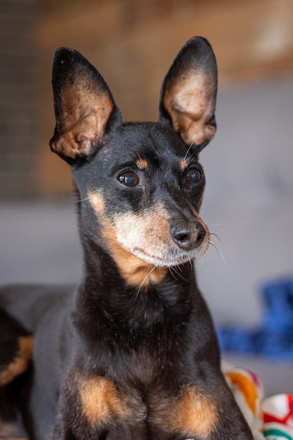 Old Black Male Miniature Pinscher King Stock Photo Image of pinscher