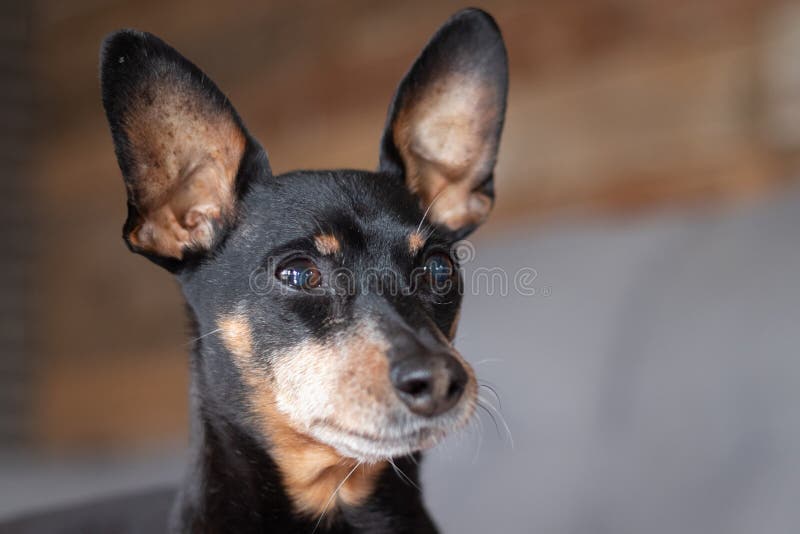 Old Black Male Miniature Pinscher King Stock Photo Image of pinscher