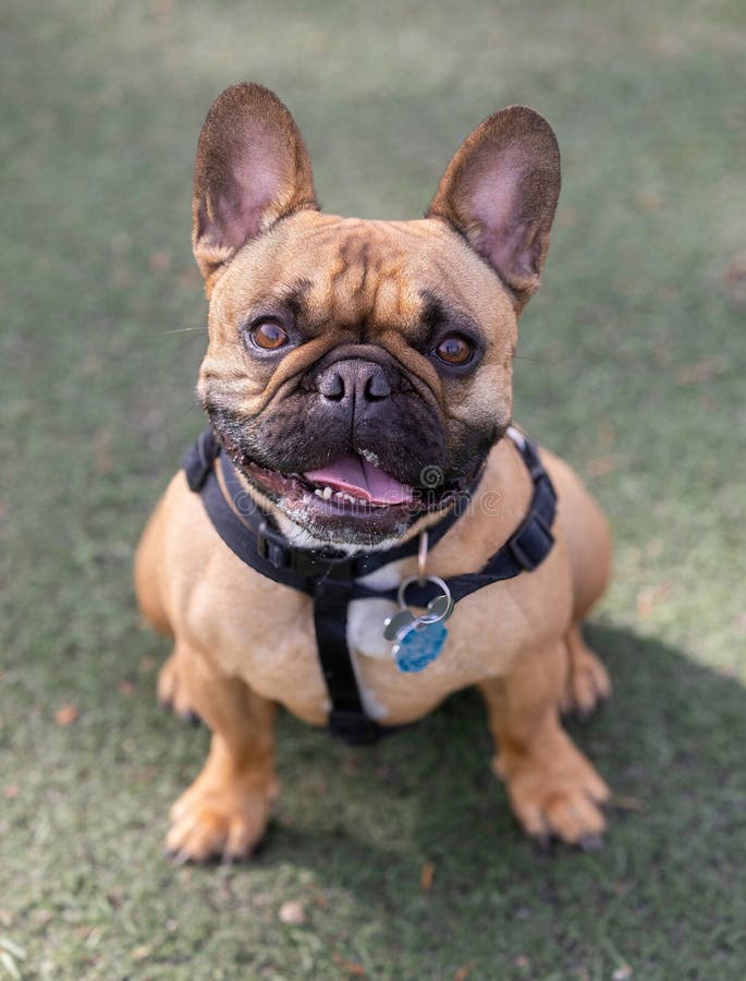 3-Years-Old Fawn Male Frenchie Puppy Sitting with an Expressive Face ...