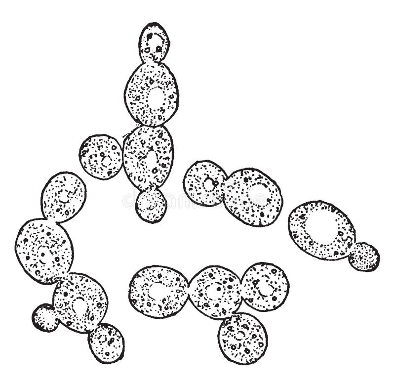 Дрожжи под микроскопом строение Yeast Cells Vintage Illustration Stock Vector - Illustration of vintage, white: 