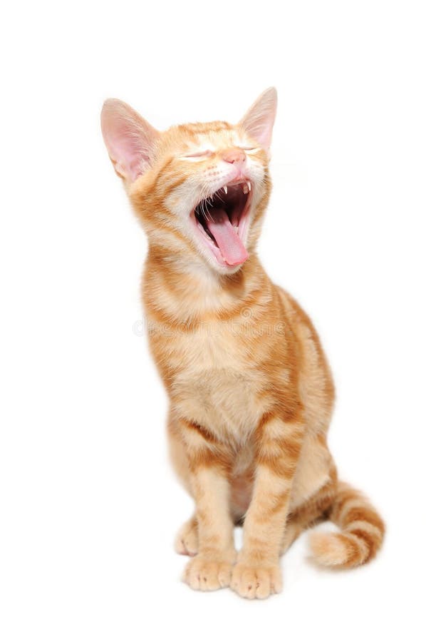 Yelling Orange Tabby Kitten Stock Photo Image of kitten, domestic