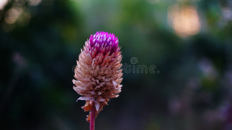 Gomphrena flower, Globe Amaranth flower, native name of Thailand, Amaranth flower Symbol of true love royalty free stock image