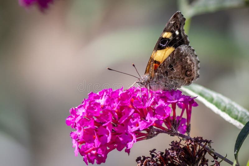 Yellow Admiral Butterfly Feeding on Royal Red Buddleia Flowers, Romsey, Victoria, Australia, February 2021