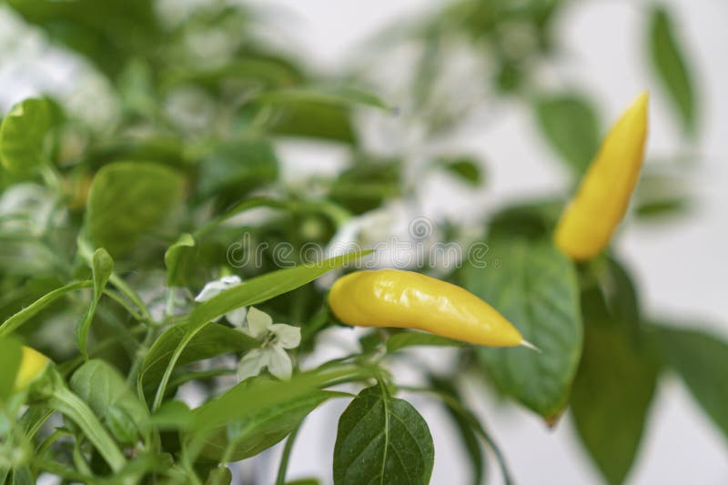 Yellow Agudo Pepper (Capsicum Annuum) on the Tree with Shallow Depth of