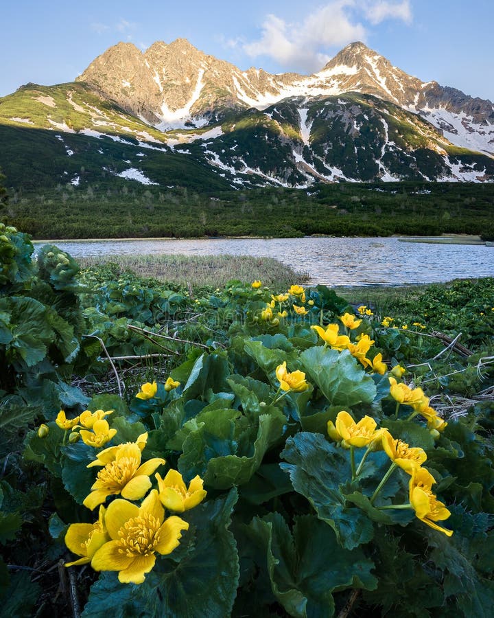 Yellow alpine wildflowers with tarn and mountains catching the light in a background,Slovakia,Europe