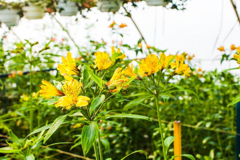 Yellow alstroemeria growth in the greenhouse stock photos Yellow alstroemeria growth in the greenhouse stock photos